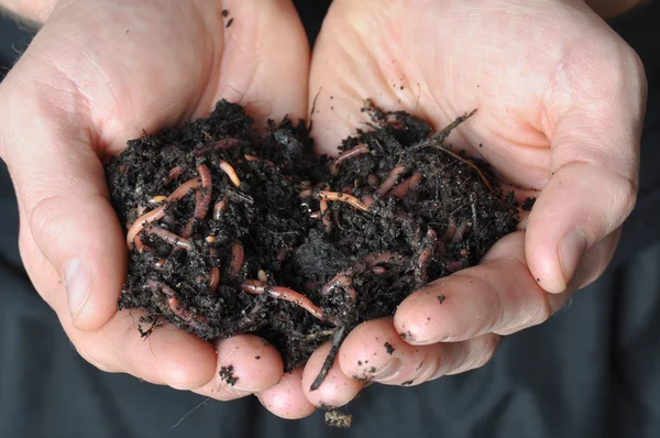 Best Vermicompost Business Idea for 2023: Start this Business in a Small Space